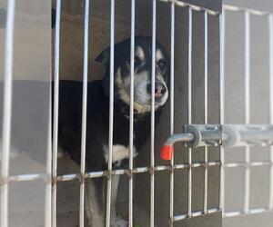 Siberian Husky Dogs for adoption in Oklahoma City, OK, USA