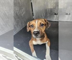 Mutt Dogs for adoption in San Antonio, TX, USA