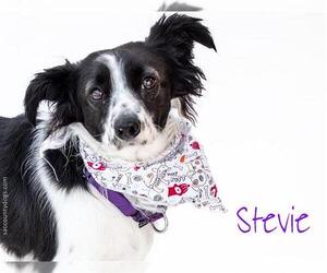 Papshund Dogs for adoption in Sacramento, CA, USA
