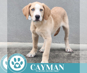 Mutt Dogs for adoption in Kimberton, PA, USA