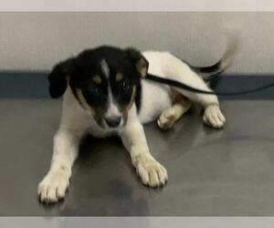 Border Collie-Unknown Mix Dogs for adoption in Visalia, CA, USA