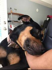 Doberman Pinscher-Unknown Mix Dogs for adoption in Hollister, FL, USA