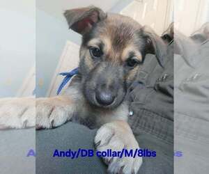 German Shepherd Dog-Rhodesian Ridgeback Mix Dogs for adoption in Aurora, IN, USA