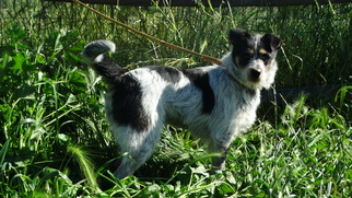 Small Australian Cattle Dog-Parson Russell Terrier Mix