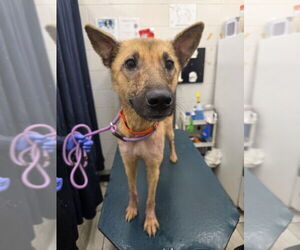 Mutt Dogs for adoption in Mobile, AL, USA