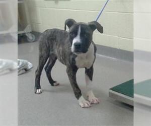 American Pit Bull Terrier Dogs for adoption in Denver, CO, USA