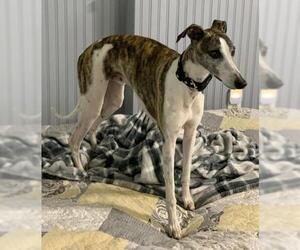 Whippet Dogs for adoption in Richardson, TX, USA