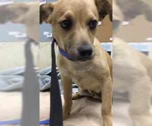 Chihuahua-Unknown Mix Dogs for adoption in Riverside, CA, USA
