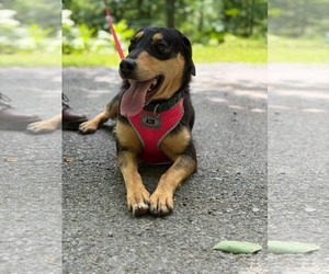 Mutt Dogs for adoption in Hinton, WV, USA