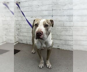 Mutt Dogs for adoption in San Bernardino, CA, USA