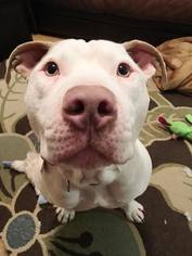 Bullypit Dogs for adoption in Oakhurst, NJ, USA