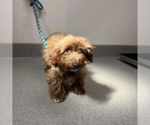 Poodle (Miniature)-Unknown Mix Dogs for adoption in Rancho Cucamonga, CA, USA