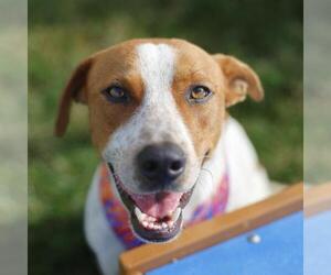 Mutt Dogs for adoption in San Antonio, TX, USA