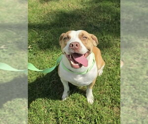 Mutt Dogs for adoption in Rockaway, NJ, USA