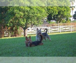 Mutt Dogs for adoption in Weston, FL, USA