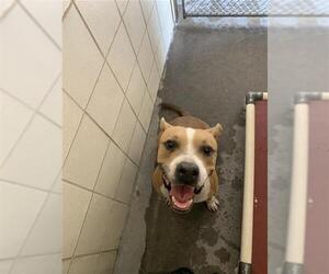 Staffordshire Bull Terrier Dogs for adoption in Corpus Christi, TX, USA