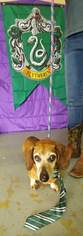 Dachshund Dogs for adoption in Trenton, MO, USA
