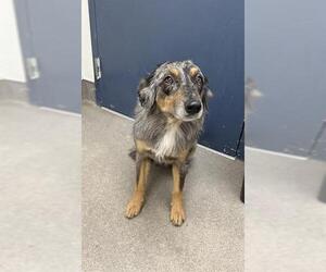 Australian Shepherd Dogs for adoption in HESPERIA, CA, USA