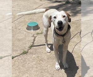 Boxer-Unknown Mix Dogs for adoption in San Antonio, TX, USA