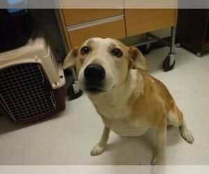 Collie-Labrador Retriever Mix Dogs for adoption in Oroville, CA, USA