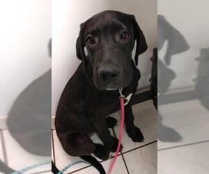 Daniff Dogs for adoption in BULLARD, TX, USA
