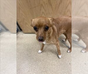 Chihuahua Dogs for adoption in Plano, TX, USA