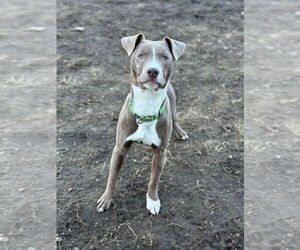 Labrador Retriever-Unknown Mix Dogs for adoption in South Bend, IN, USA