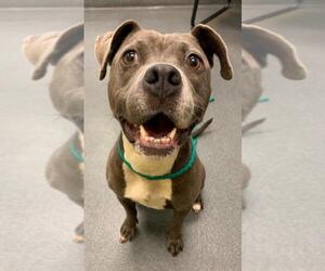 American Pit Bull Terrier-Unknown Mix Dogs for adoption in Glen Allen, VA, USA