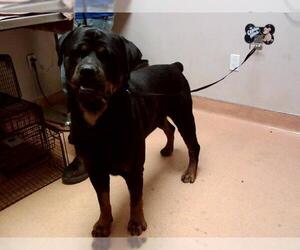Rottweiler Dogs for adoption in Martinez, CA, USA
