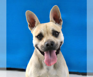 French Bulldog-Unknown Mix Dogs for adoption in Pasadena, CA, USA