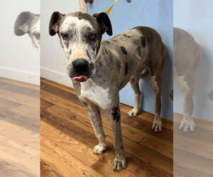 Great Dane Dogs for adoption in Bullard, TX, USA