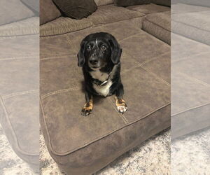 Dachshund-Unknown Mix Dogs for adoption in Duluth, MN, USA
