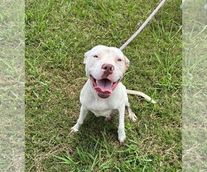American Bulldog-American Staffordshire Terrier Mix Dogs for adoption in Oakhurst, NJ, USA