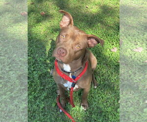 American Pit Bull Terrier-Unknown Mix Dogs for adoption in Rockaway, NJ, USA