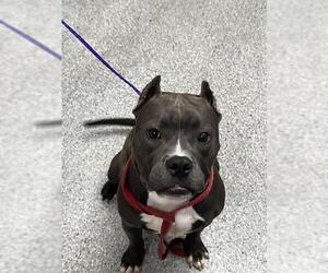 American Pit Bull Terrier-Unknown Mix Dogs for adoption in Pasadena, TX, USA