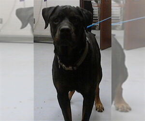 Rottweiler Dogs for adoption in Fayetteville, NC, USA