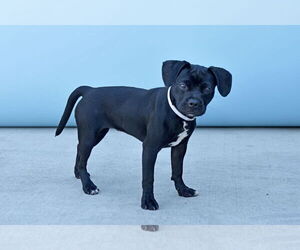 Boston Terrier-Unknown Mix Dogs for adoption in Pasadena, CA, USA