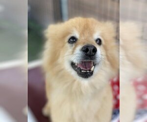 Pomeranian Dogs for adoption in Santa Ana, CA, USA