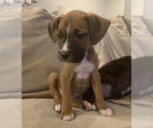 Boxer Dogs for adoption in Herndon, VA, USA