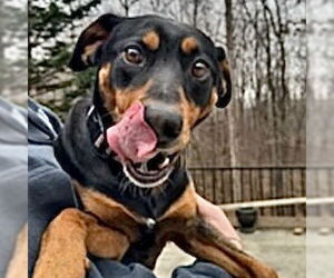Doberman Pinscher-Unknown Mix Dogs for adoption in Spring Lake, NC, USA