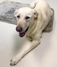 Labrador Retriever Dogs for adoption in Waterford, VA, USA