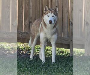 Siberian Husky Dogs for adoption in Pasadena, TX, USA