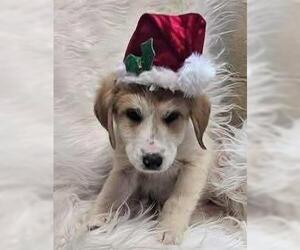 Medium Photo #8 Labrenees Puppy For Sale in Rockwall, TX, USA