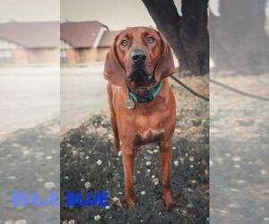 Redbone Coonhound Dogs for adoption in Wylie, TX, USA