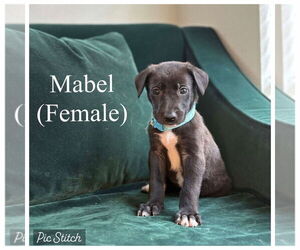 German Shepherd Dog-Great Dane Mix Dogs for adoption in Bullard, TX, USA