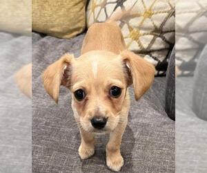 Pin-Tzu Dogs for adoption in Kennesaw, GA, USA