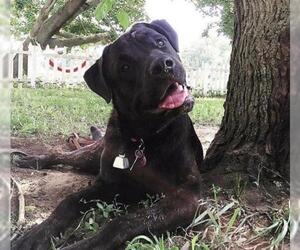 Mastador Dogs for adoption in Brooklyn, NY, USA