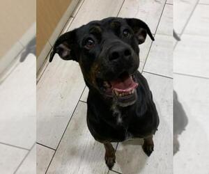 Rotterman Dogs for adoption in Rowayton, CT, USA