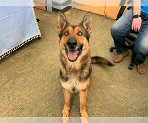 German Shepherd Dog Dogs for adoption in Lindon, UT, USA