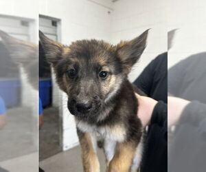 German Shepherd Dog Dogs for adoption in San Bernardino, CA, USA